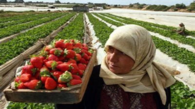 246 مليون دولار إجمالي صادرات الإسماعيلية من المحاصيل الزراعية