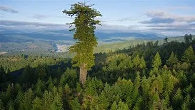 هل تعلم أين تقع أطول شجرة في العالم ؟