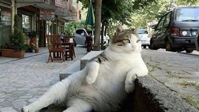 تمثال لقط يجلس ويفكر على الرصيف في اسطنبول
