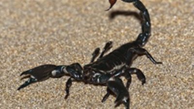 عقرب سام يقتل طفلا بالوادي الجديد