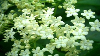 فوائد ذهبية لـ 