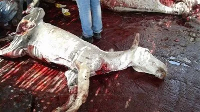 ضبط شخصين ذبحا وسلخا 4 حمير في الواسطى ببني سويف