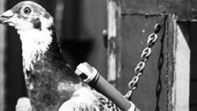 من الحمام الزاجل لـ