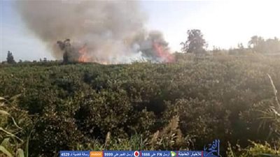 عاجل.. حريق هائل يلتهم حدائق 