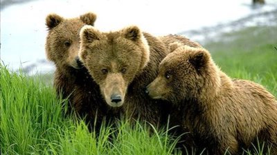 رومانيا توقف صيد الدببة البنية والذئاب والقطط البرية