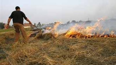 البيئة: تحويل 24 ألف طن قش أرز إلى سماد بالشرقية