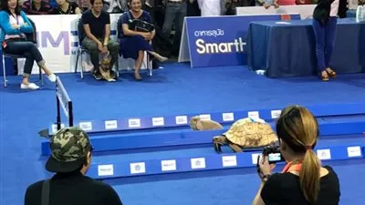 طموح السلحفاة أم مهارة الأرنب.. من سيفوز؟ (فيديو)