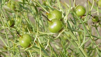 تناول هذه النبتة للتخلص من أوجاع 