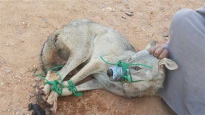 صائد الذئاب المفترسة يروي تفاصيل مطاردة الفجر وقتل الأغنام