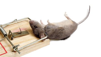 أندونيسيا تدفع للمواطنين مقابل اصطياد الفئران