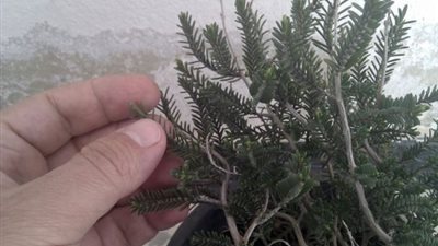 10 فوائد صحية لـ 