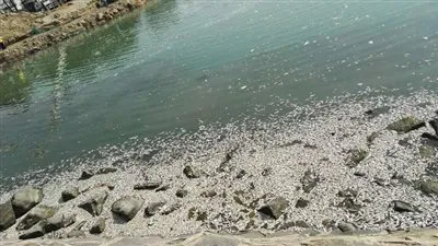 أمانة جدة تكشف ملابسات نفوق أسماك السردين ببحيرة النورس