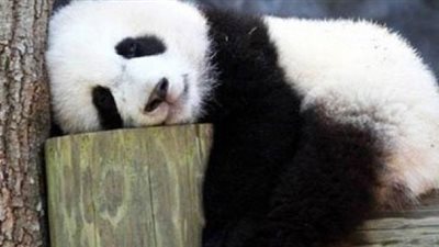 نفوق أكبر باندا في العالم عن عمر 38 عاما