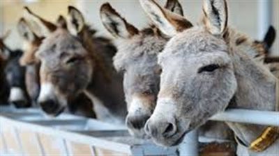 القبض على مواطنين عقب سلخهم 7 حمير بمنوف  