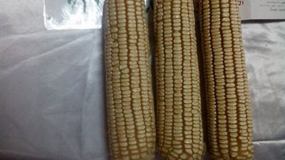 مدير إحدى الشركات الهندية يكشف تفاصيل إنتاج سلالة جديدة من الذرة تحمل اسم 