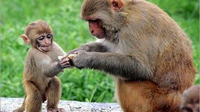 هل تعلم أن عمر القرد لا يتجاوز في المتوسط ثلاثين سنة؟