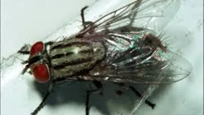 هل تعلم أن الذبابة تهز جناحها حوالي (32) مرة في الثانية الواحدة ؟