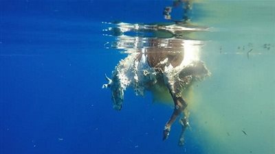 سمكة قرش ضخمة تلتهم بقرة وسط المحيط (فيديو وصور)