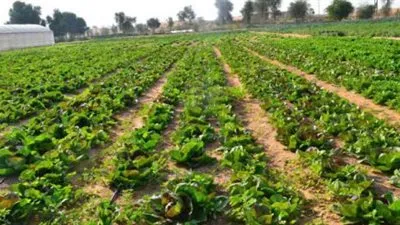 مصر استوردت سلعًا زراعية بقيمة 2.7 مليار دولار خلال العام الجاري