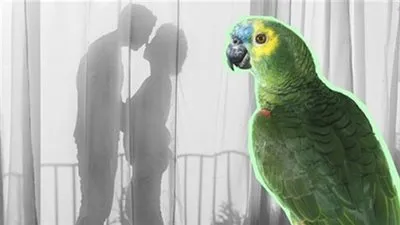 اكتشاف خيانة زوج كويتي مع الخادمة عن طريق 