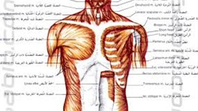 هل تعلم أن المشوار الذي يقطعه الدم في مجراه كل يوم يبلغ 168 مليون ميل ؟
