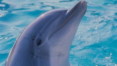 هل تعلم أن الدلفين يغلق عين واحدة عندما ينام ؟