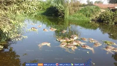 العثور على 39 حمارًا مسلوخًا داخل ترعة بالغربية