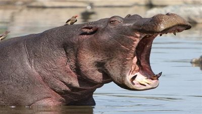 هل تعلم حليب فرس النهر وردي اللون؟!