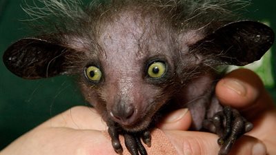 معلومات شيقة عن حيوان الـ 