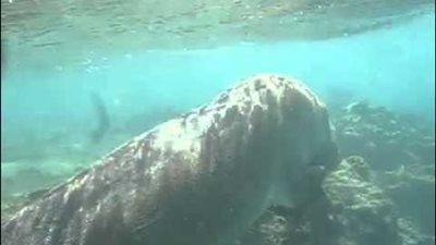 ظهور عروس البحر في مرسى علم  