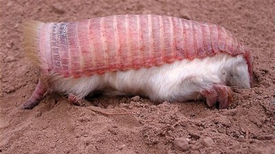 حقائق غريبة ومدهشة عن حيوان المدرع الوردي