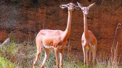 معلومات غريبة عن 