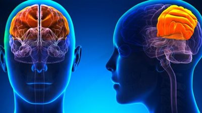 10 حقائق و معلومات مذهلة عن المخ البشري.. تعرف عليها