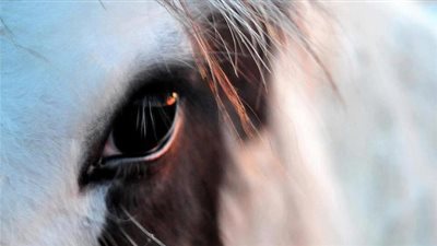تعرف على خصائص الرؤية عند الخيول