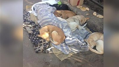 رئيس مباحث الخليفة يوفر شقة لسيدة تنام وسط الكلاب الضالة منذ 20 عامًا