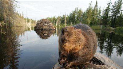 الأرجنتين تعلن الحرب على القندس