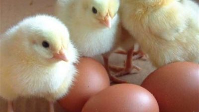 حظر استيراد الطيور الحية من منطقتين بدولة المجر