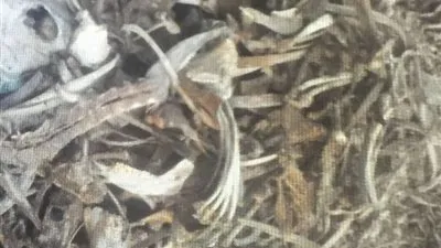 ضبط صاحب مصنع يستخدم عظام الحيوانات النافقة فى تصنيع الأعلاف بالإسكندرية 