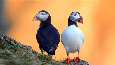 هل تعلم كيف تكافح 