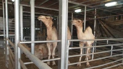 الصومال تتوسع في تصدير اللحوم الحية إلى مصر