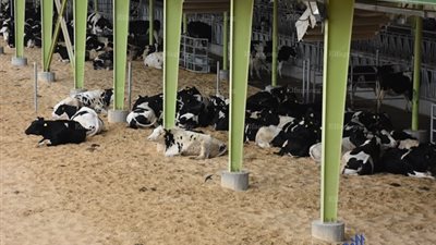 افتتاح مزرعة للإنتاج الحيواني ضمن مشروعات بنك الطعام بالبحيرة (صور)