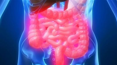 علماء يبتكرون أمعاء شبيهة بأمعاء الإنسان