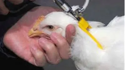 علامات توضح الدجاج المحقون بالهرمونات المسرطنة