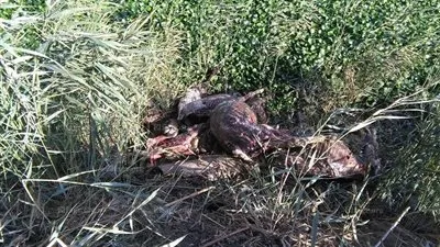 العثور على هياكل 50 حماراً بأحد حقول «كُنيسة الصرادوسي» في كفرالشيخ (صور)