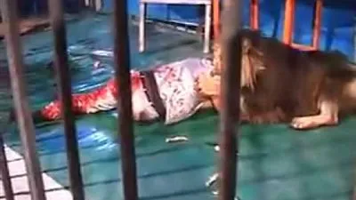 نقل مدرب أسود في حالة خطرة إلى المستشفى عقب انقضاض أسد و3 نمور عليه بالإسكندرية 