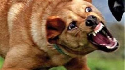 إصابة 10 اشخاص بعد هجوم 