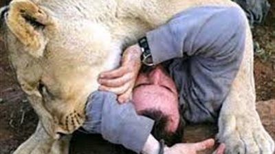 شاهد.. 3 أسود يهاجمون مدربا بقرية سياحية.. و