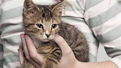  عالم تربية الحيوانات الأليفة.. ضحايا من نوع آخر لـ