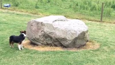 فيديو طريف.. كلب وبطة يلعبان الغميضة