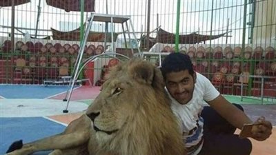 شقيق مدرب الأسود القتيل: الأسد من جنوب إفريقيا وسبق أن هاجم أحدا من قبل